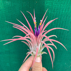 Tillandsia - ionantha ‘Curly Leaf’ (Wholesale)