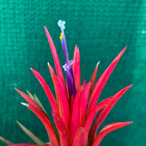 Tillandsia - Ionantha 'Thai Fuego' (Wholesale)