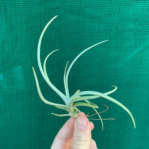 Tillandsia - glabrior (Wholesale)