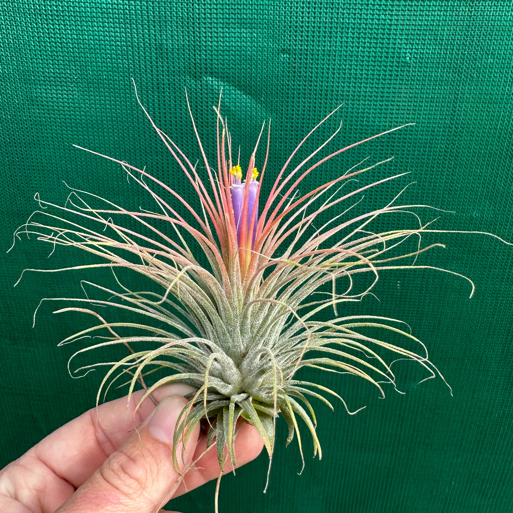 Tillandsia - ionantha ‘APD002’