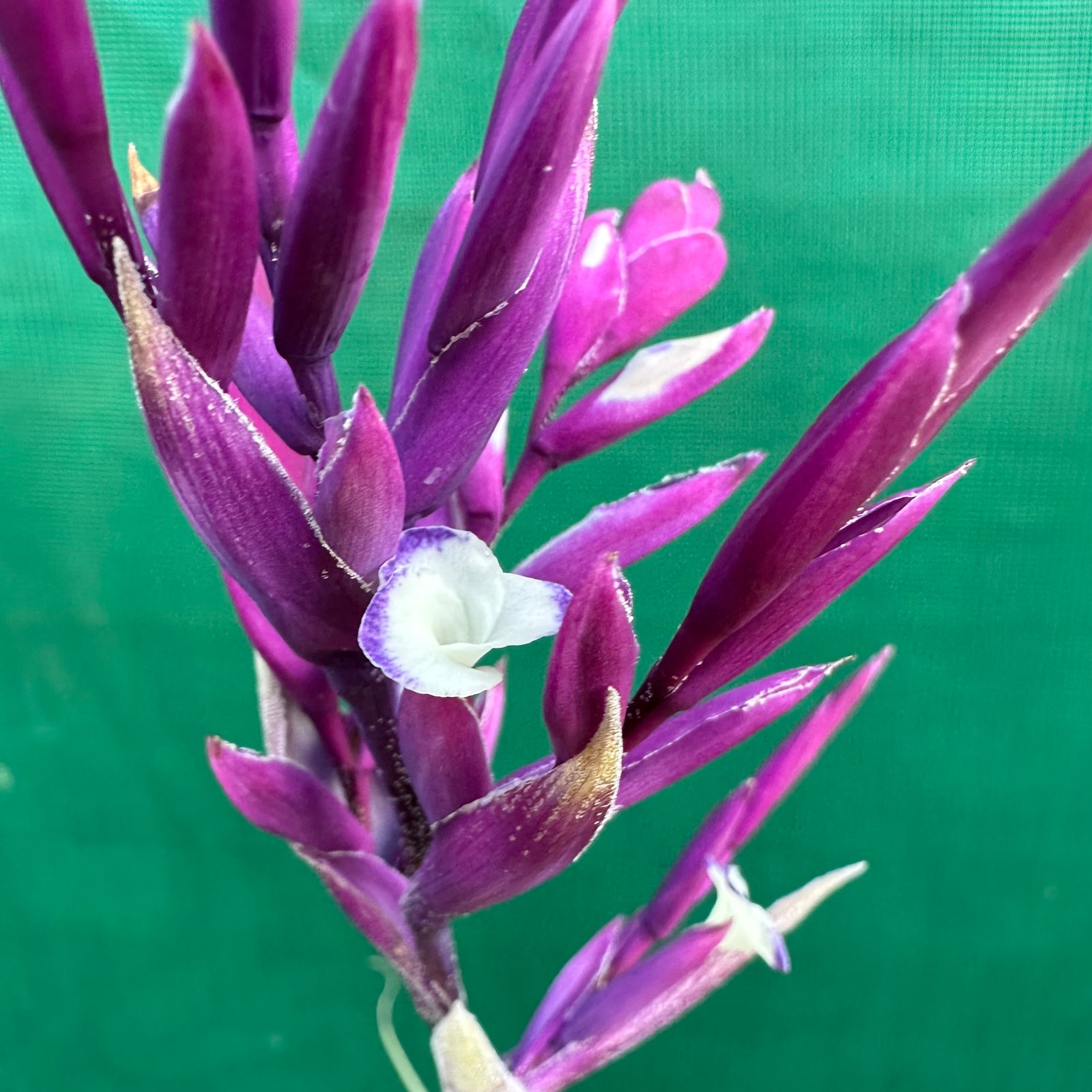 Tillandsia - Deep Purple ex. BD (Fragrant)