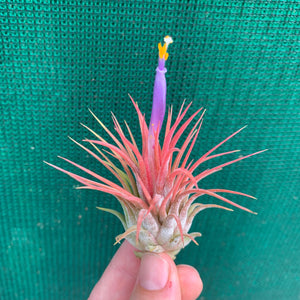 Tillandsia - ionantha 'Stricta' (Wholesale)