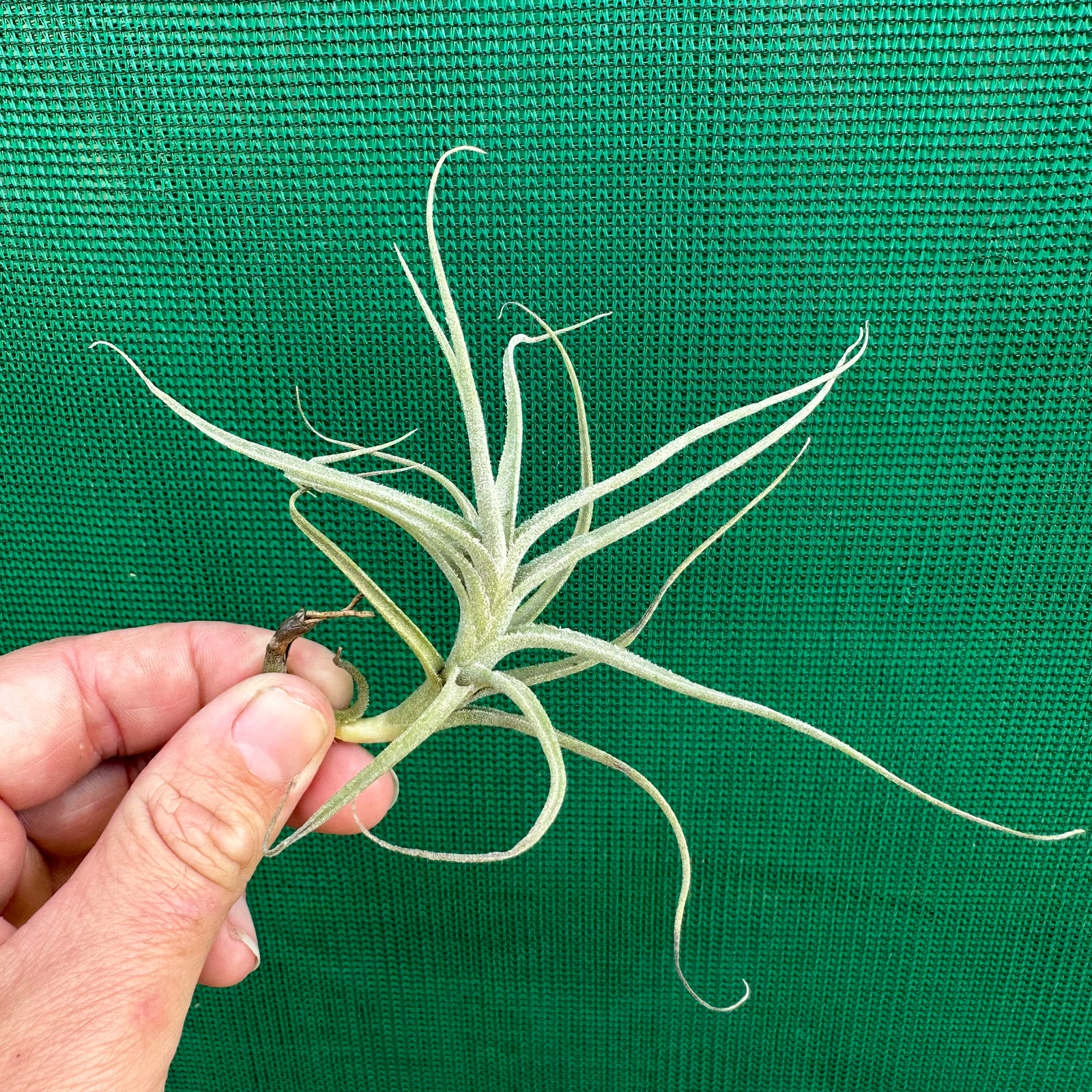Tillandsia - Bird Rock Swirl (Fragrant)