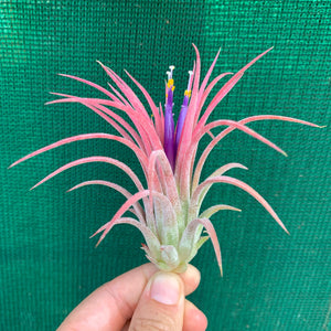 Tillandsia - ionantha ‘Curly Leaf’ (Wholesale)