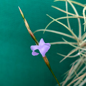 Tillandsia - bandensis ‘Large Form’ ex. CL (Fragrant) NEW