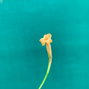 Tillandsia - funebris