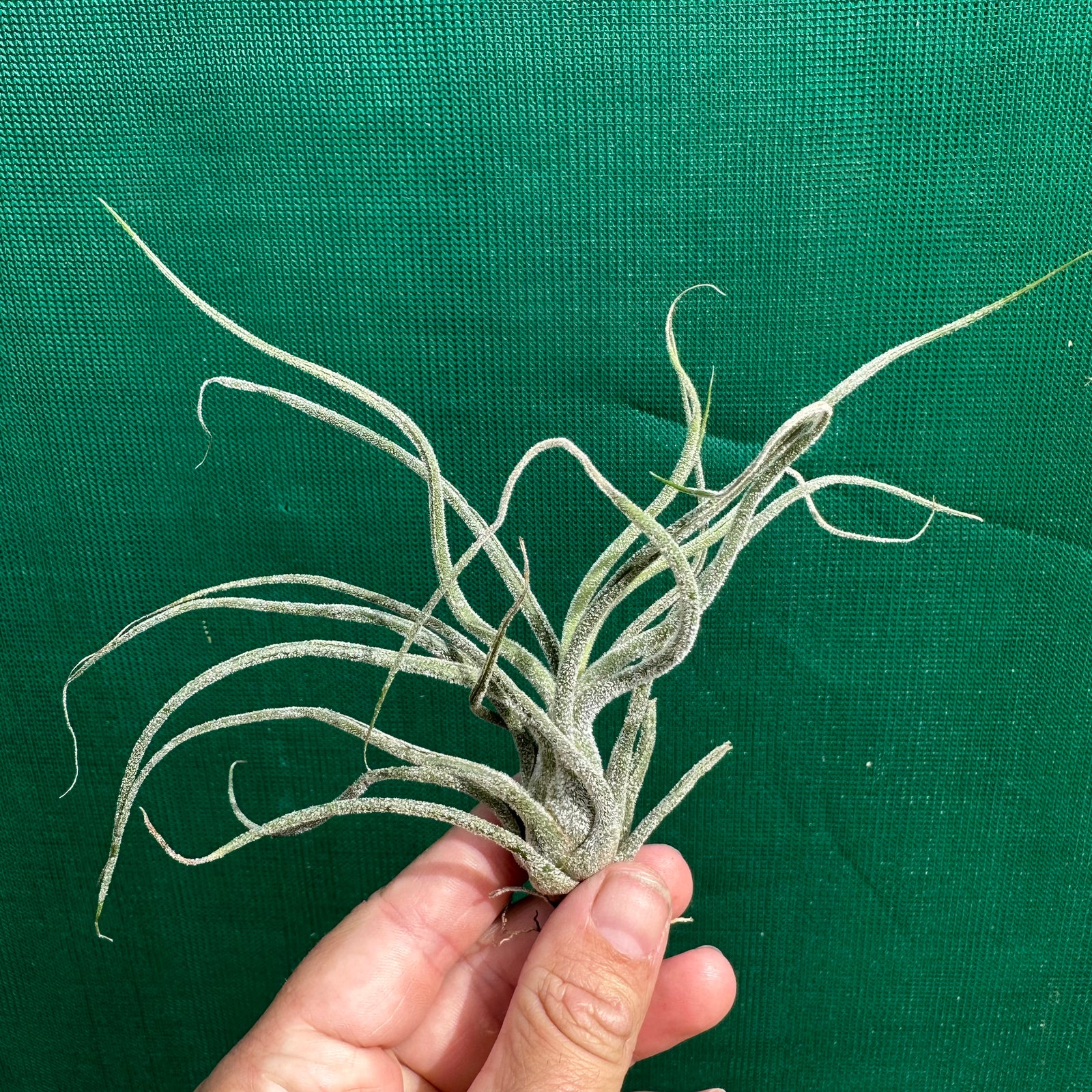 Tillandsia - pruinosa