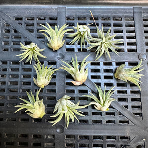 Tillandsia - ionantha ‘Honduras’ ex. CV (Wholesale)