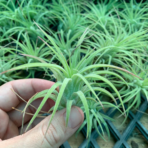 Tillandsia - ionantha ‘Curly Leaf’ (Wholesale)