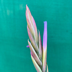 Tillandsia - cardenasii PB508