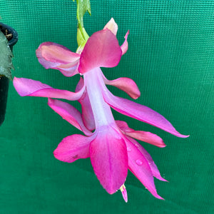 Zygocactus Rosebud
