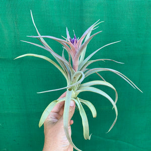 Tillandsia - Hondurensis x Capitata Marron ex. BG