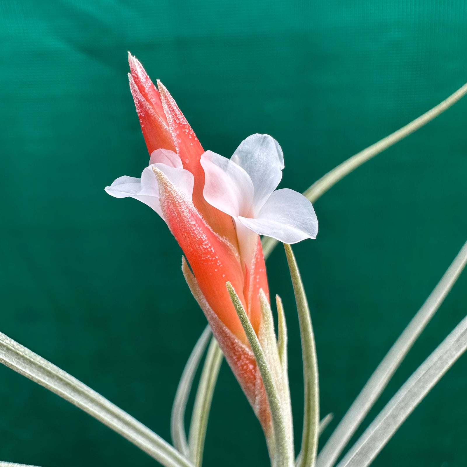 Tillandsia - toropiensis ‘Typus’ ex. PT