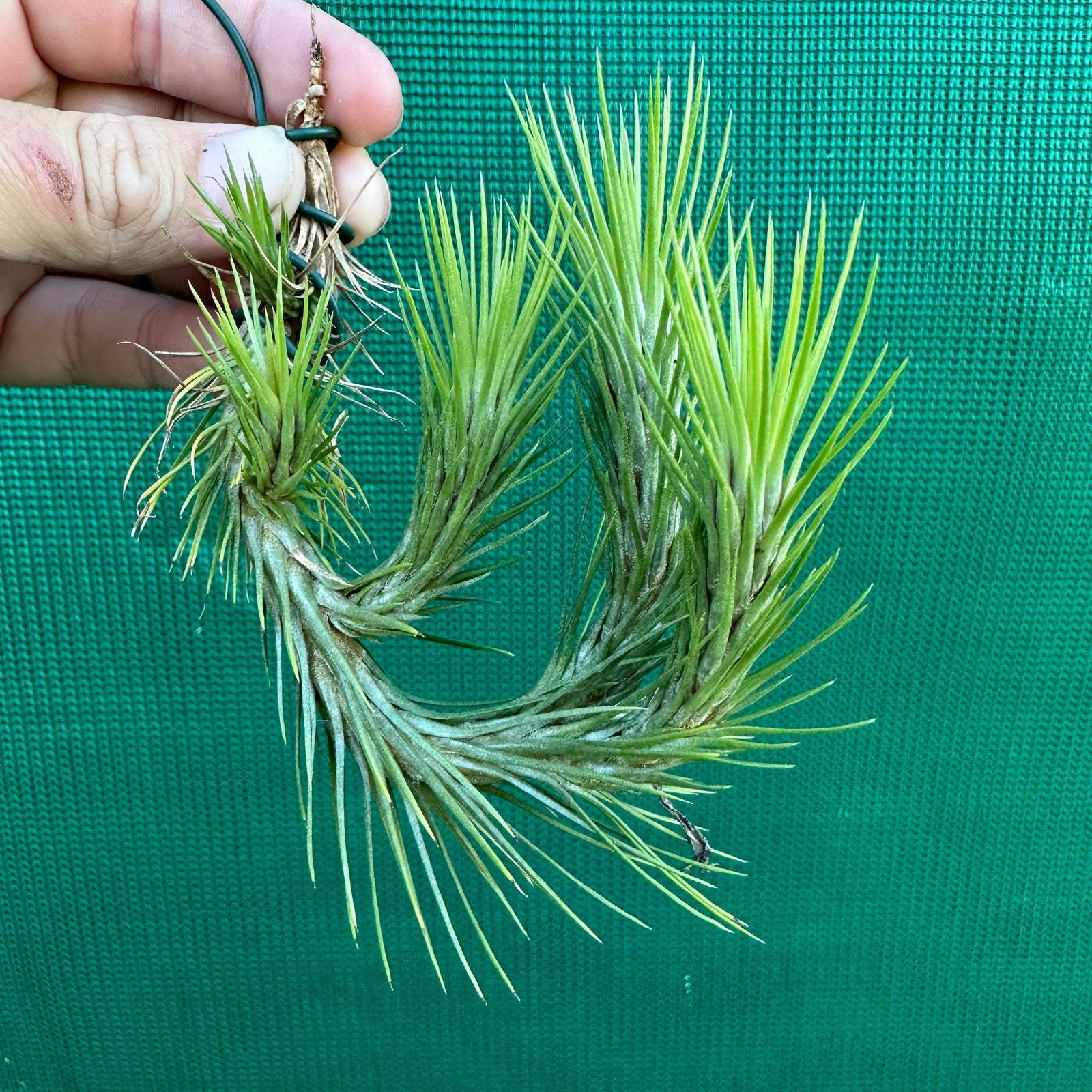 Tillandsia - funckiana ‘Miniform’ ex. BOE