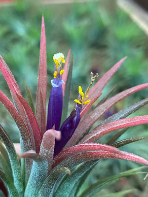 Tillandsia - ionantha ‘APD001’ (Wholesale)