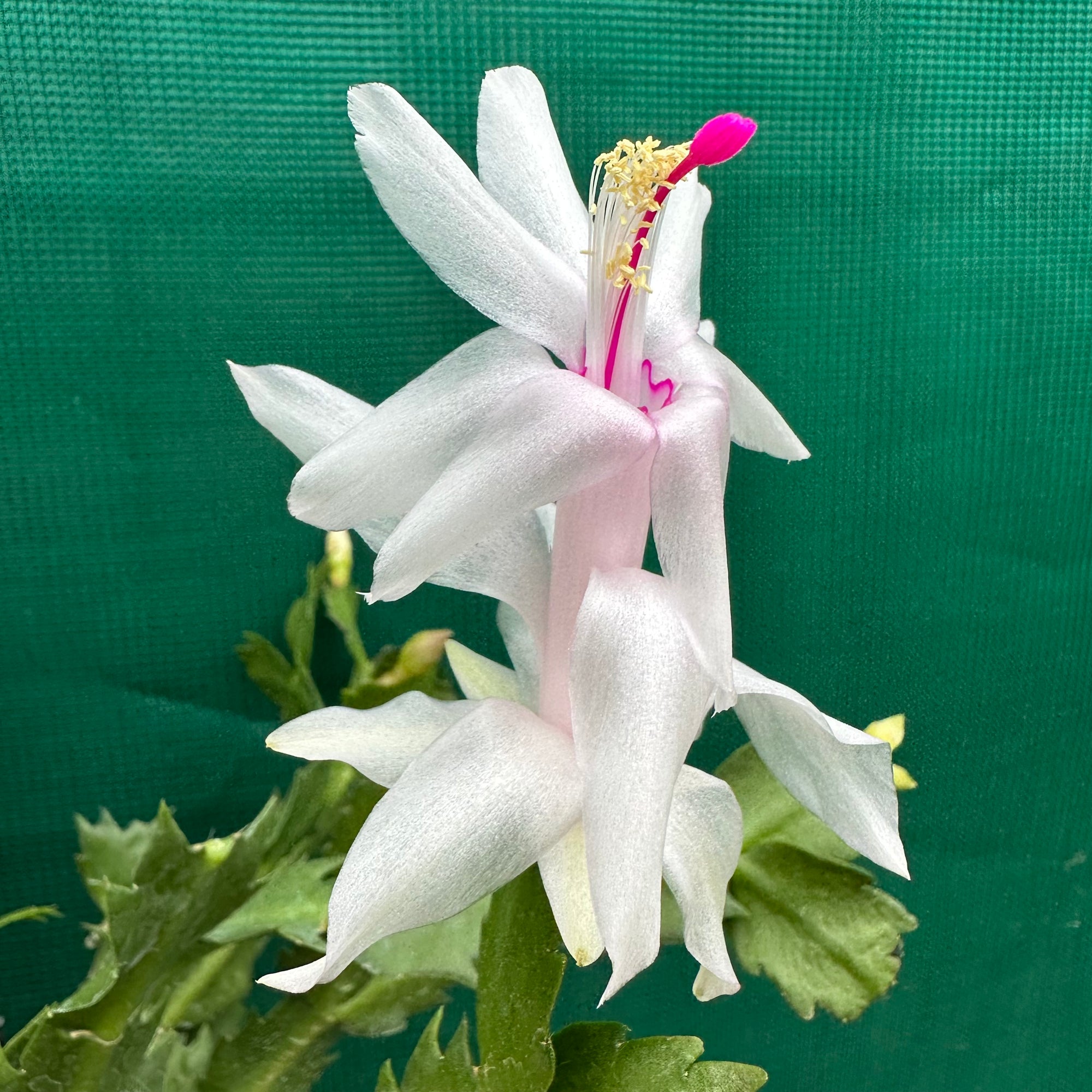 Zygocactus White Fantasy