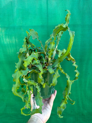 Epiphyllum 'Curly Sue' guatemalense monstrose - EP16