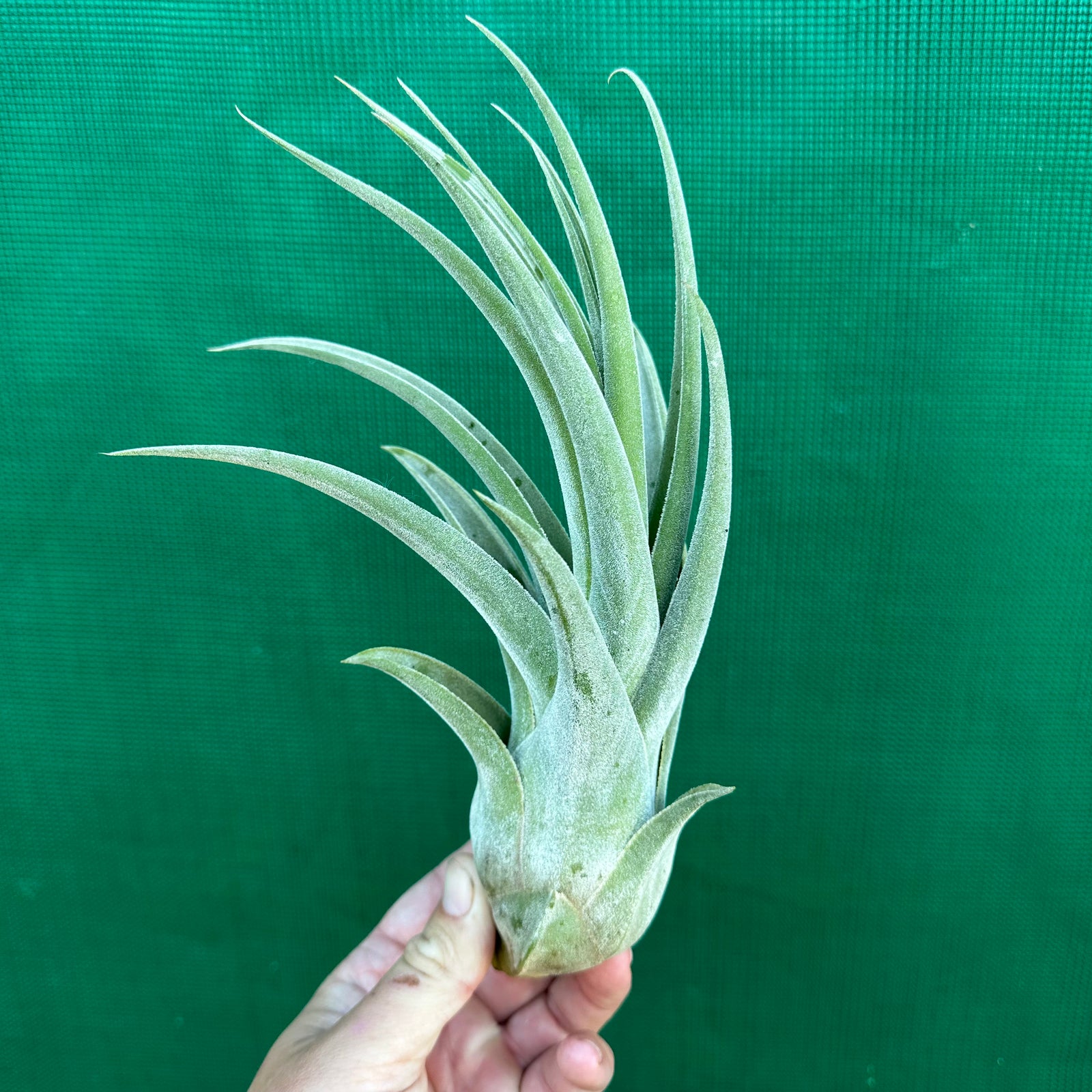 Tillandsia - Lucille NEW