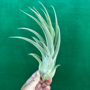 Tillandsia - Lucille ex. BF