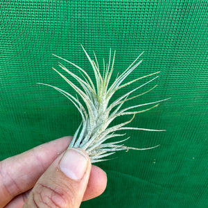 Tillandsia - heteromorpha ex. CC