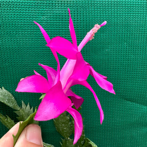 Zygocactus Saint Charles