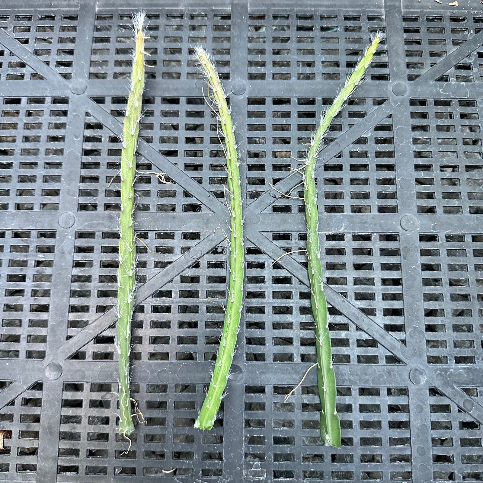 Lepismium cruciforme White - R37