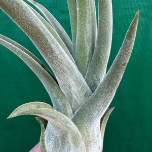 Tillandsia - Lucille NEW