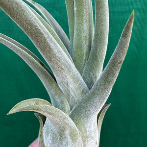 Tillandsia - Lucille ex. BF