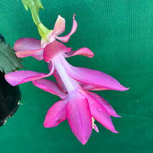 Zygocactus Rosebud