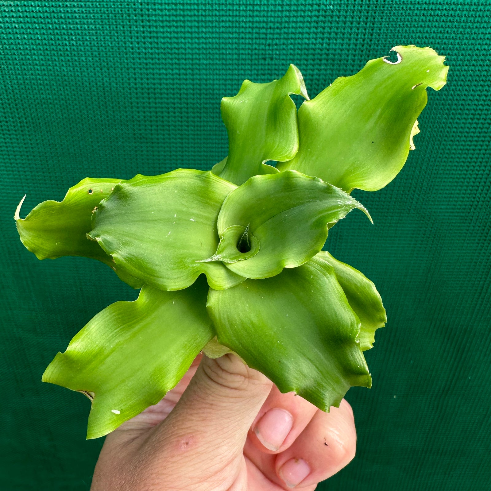 Cryptanthus - Bob Whiteman