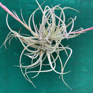 Tillandsia - glabrior (Wholesale)