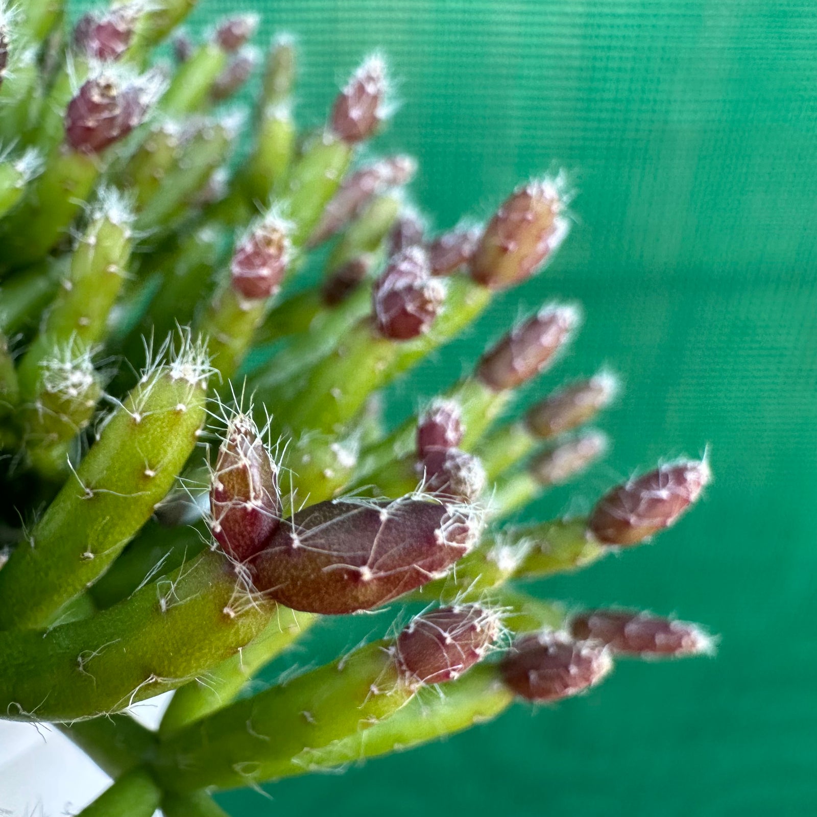 Rhipsalis ormindoi R66
