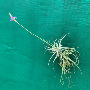 Tillandsia - paleacea ‘Tight Compact’ ex. PT