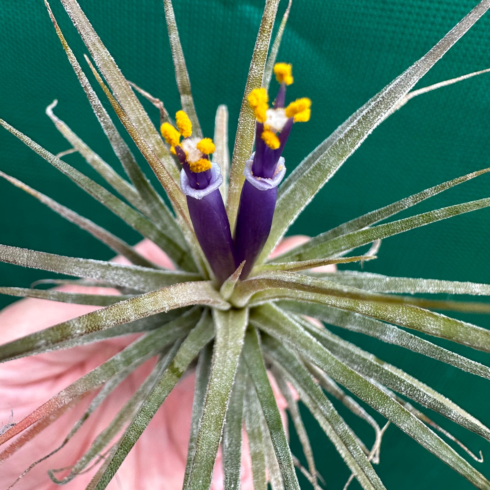 Tillandsia - ionantha ‘Zebrina’