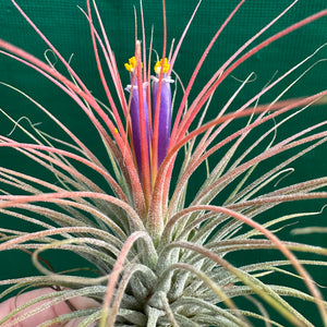 Tillandsia - ionantha ‘APD002’