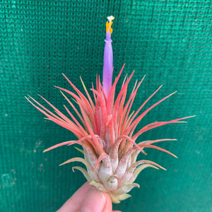 Tillandsia - ionantha 'Stricta' (Wholesale)