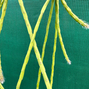 Rhipsalis flaggeliformis