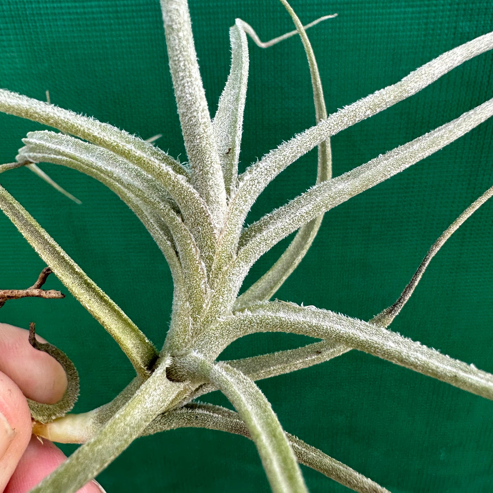 Tillandsia - Bird Rock Swirl (Fragrant)