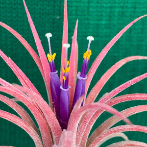 Tillandsia - Ionantha ‘Curly Leaf’ (Wholesale)