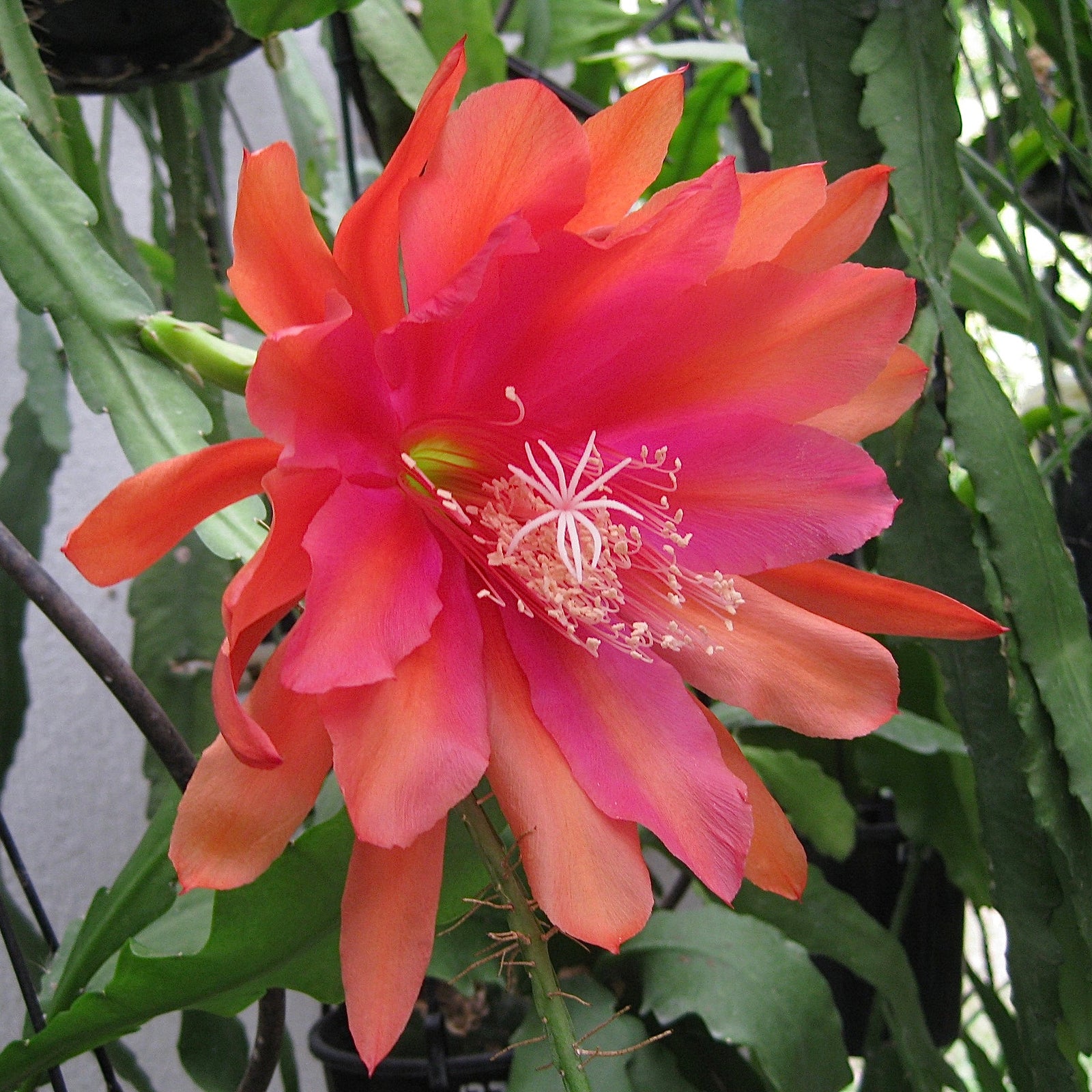 Epi. Hybrid Sunburst - EH10