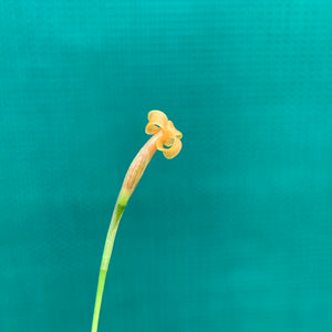 Tillandsia - funebris