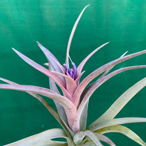 Tillandsia - Hondurensis x Capitata Marron ex. BG