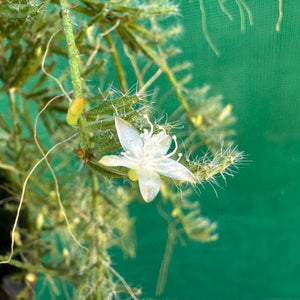 Rhipsalis mesembryanthemoides - R47