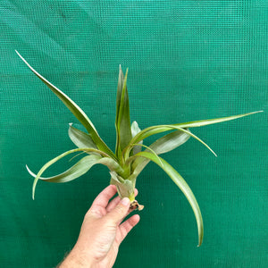 Tillandsia - Flabellata ‘Giant Red’ ex. PT