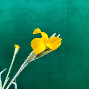Tillandsia - Crocata ‘Large Form’ (Fragrant)