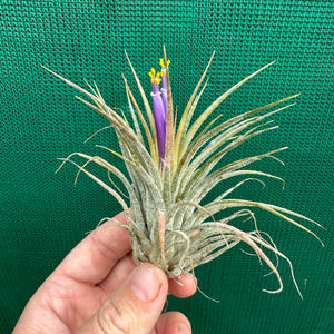Tillandsia - ionantha ‘Zebrina’