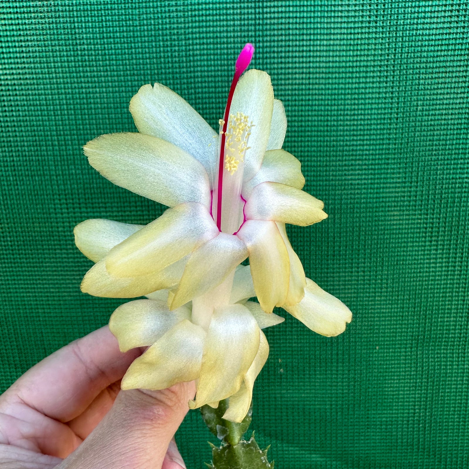 Zygocactus Gold Charm