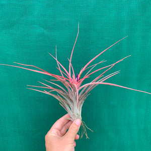 Tillandsia - Success Story ex. RFI