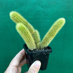 Golden Rat Tail Cactus - Cleistocactus winteri