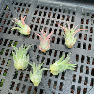 Tillandsia - ionantha ‘Curly Leaf’ (Wholesale)